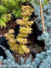 - Acer palmatum 'Mayday' Rare Dwarf Japanese Maple - Mr Maple │ Buy Japanese Maple Trees