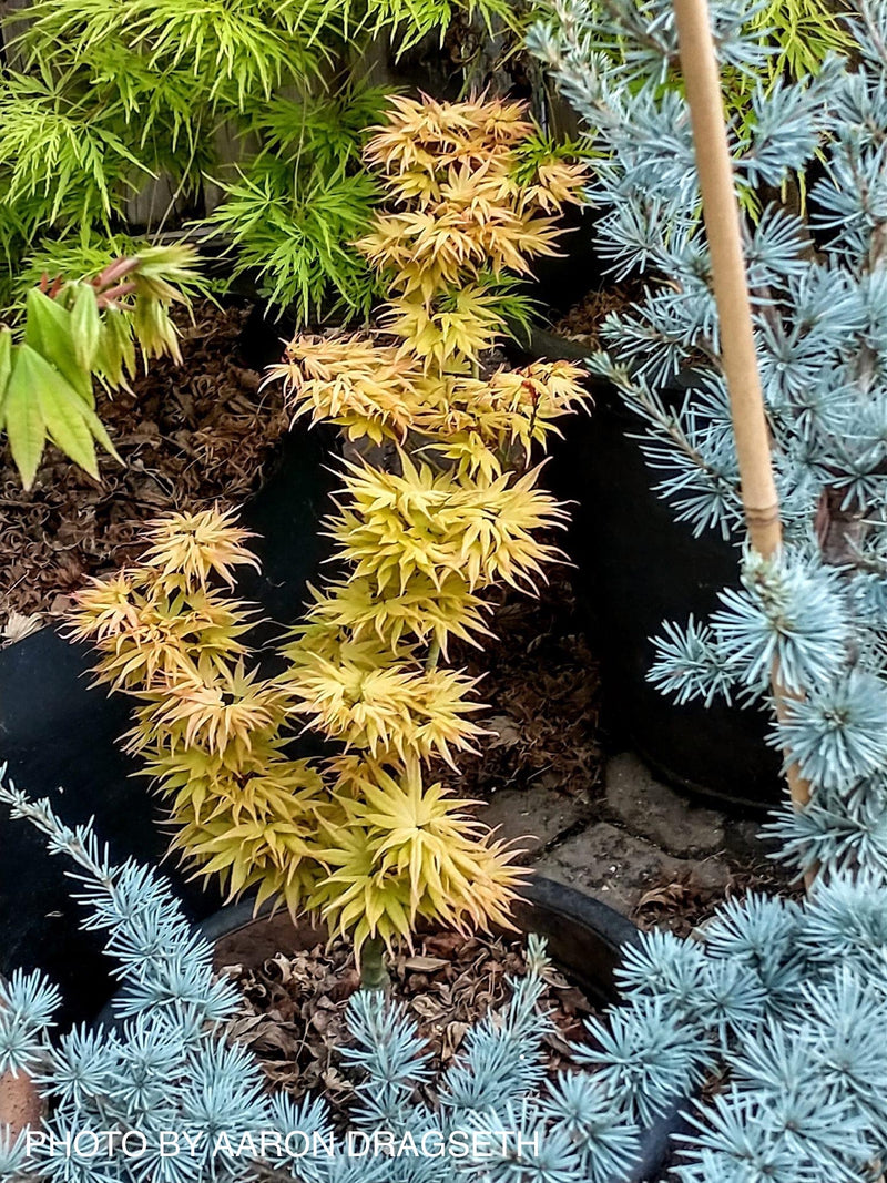 - Acer palmatum 'Mayday' Rare Dwarf Japanese Maple - Mr Maple │ Buy Japanese Maple Trees