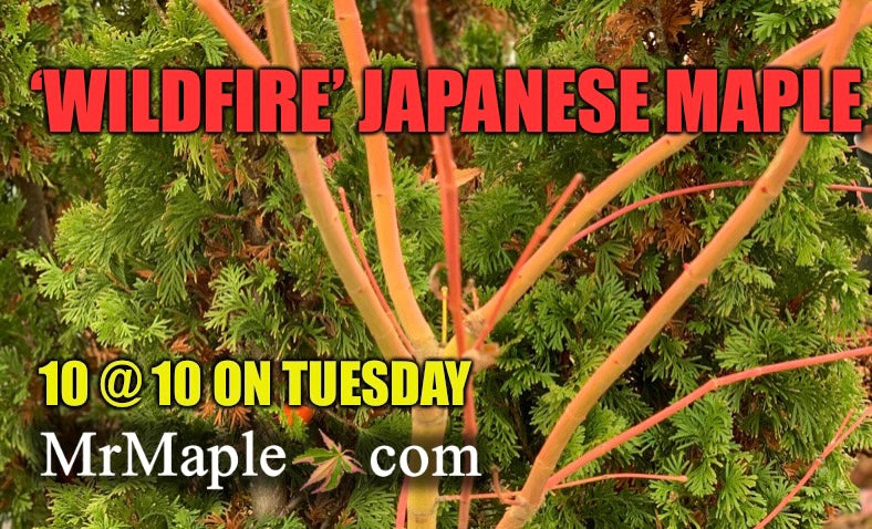 - Acer palmatum 'Wildfire' Coral bark Winter Interest Japanese Maple - Mr Maple │ Buy Japanese Maple Trees