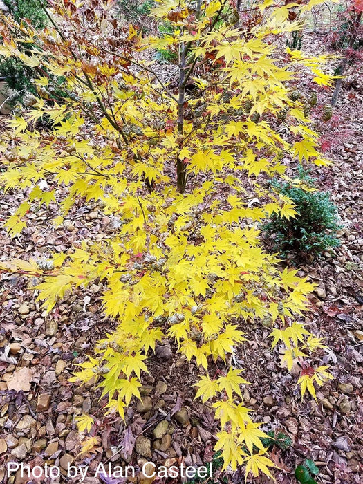 Acer palmatum 'Yellow Bird' Japanese Maple