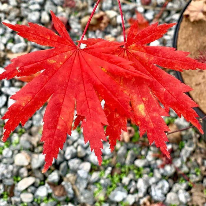 Acer palmatum 'Beni musume' Japanese Maple