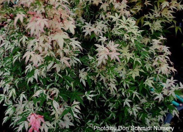 - Acer palmatum 'Ilarian' Japanese Maple - Mr Maple │ Buy Japanese Maple Trees