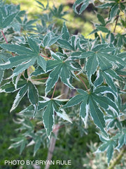 - Acer palmatum 'Beni shichihenge' Pink Variegated Japanese Maple - Mr Maple │ Buy Japanese Maple Trees