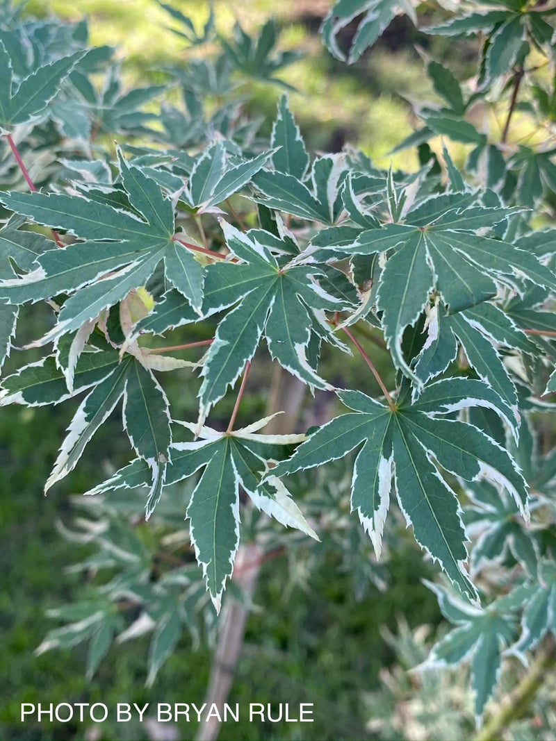 - Acer palmatum 'Beni shichihenge' Pink Variegated Japanese Maple - Mr Maple │ Buy Japanese Maple Trees