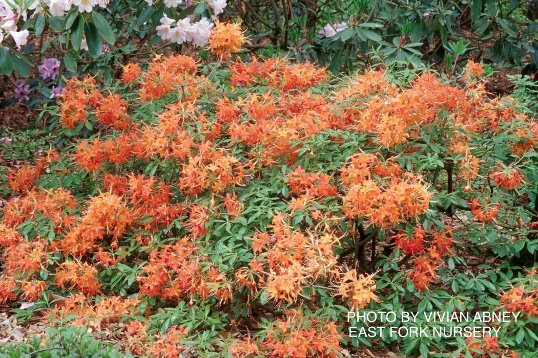Azalea 'Orange Carpet’ Native Azalea