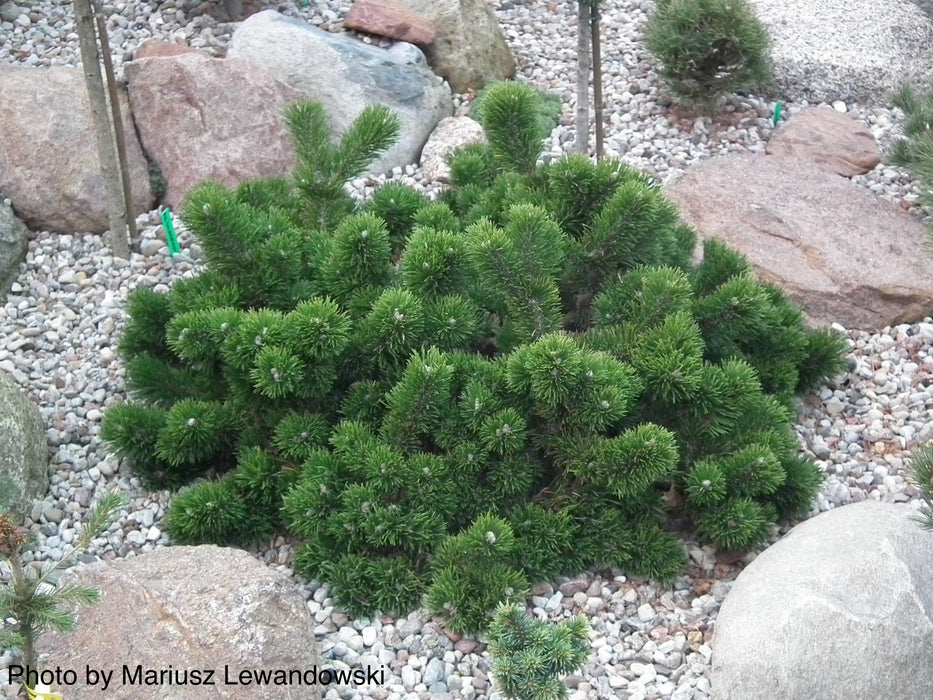 Pinus mugo 'Jakobsen’ Dwarf Mountain Pine Tree
