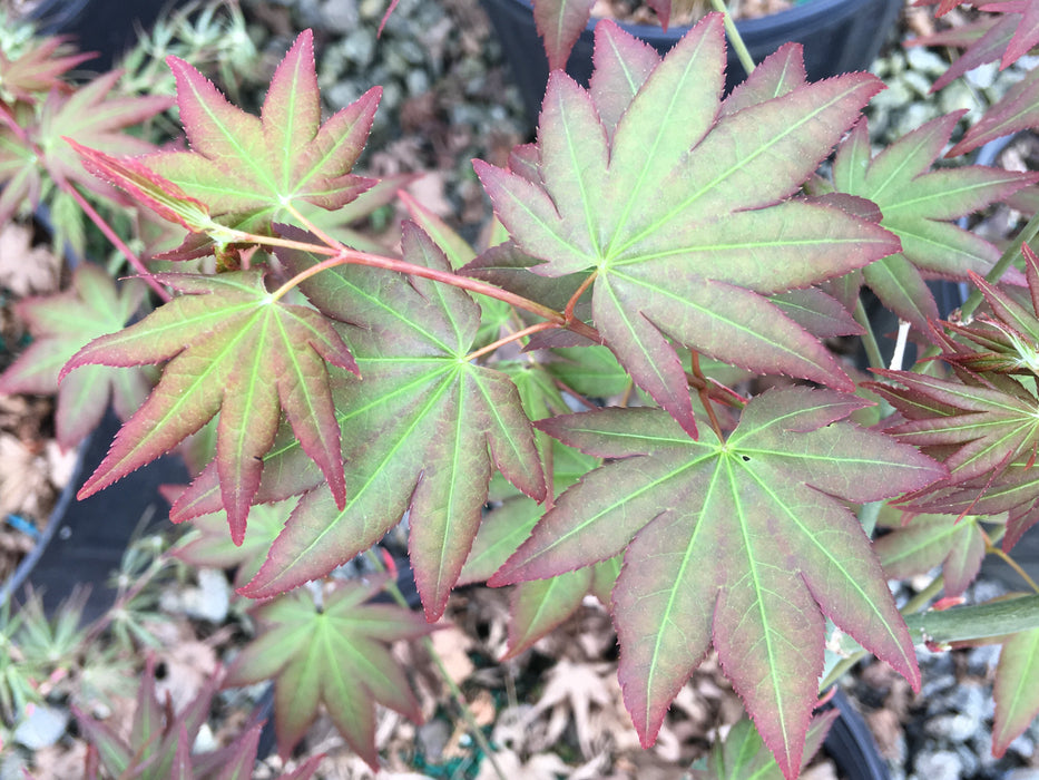 Acer palmatum 'Katja' Japanese Maple