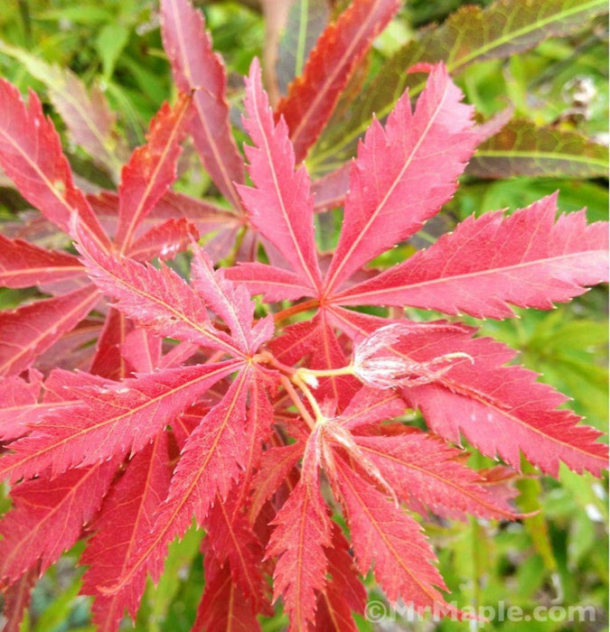 Acer palmatum 'Shiraname' Japanese Maple