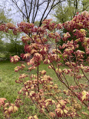 - Acer palmatum 'Osakazuki' Japanese Maple - Mr Maple │ Buy Japanese Maple Trees