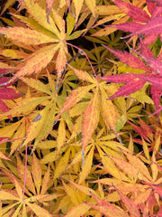 - Acer shirasawanum 'Bronze Age' Bronze Full Moon Japanese Maple - Mr Maple │ Buy Japanese Maple Trees