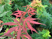 - FOR PICKUP ONLY | Acer palmatum 'Lileeanne's Jewel' Japanese Maple | DOES NOT SHIP - Mr Maple │ Buy Japanese Maple Trees