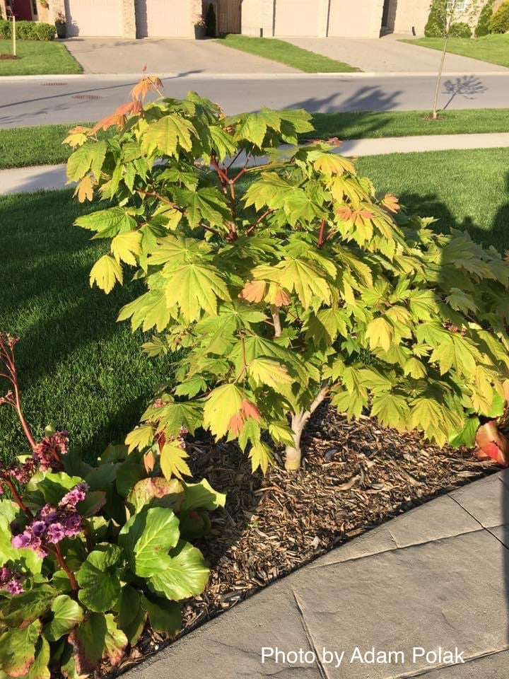 - Acer japonicum 'Vitifolium' Large Leaf Full Moon Japanese Maple - Mr Maple │ Buy Japanese Maple Trees
