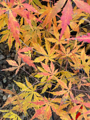 - Acer palmatum 'Fountain of Youth' Japanese Maple - Mr Maple │ Buy Japanese Maple Trees