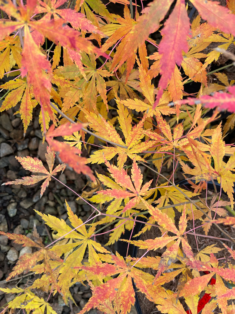 - Acer palmatum 'Fountain of Youth' Japanese Maple - Mr Maple │ Buy Japanese Maple Trees