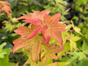 - Acer oliverianum 'Hot Blonde' Golden Japanese Maple - Mr Maple │ Buy Japanese Maple Trees
