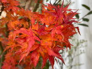 - Acer palmatum 'Kurenai jishi' Red Lion Japanese Maple - Mr Maple │ Buy Japanese Maple Trees