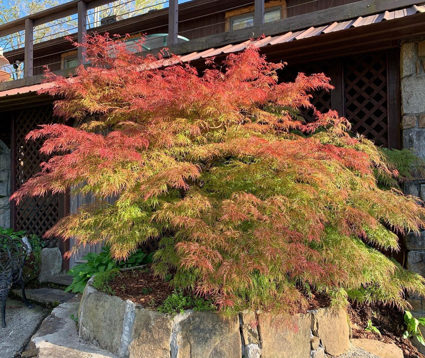 Acer palmatum 'Chantilly Lace' Japanese Maple