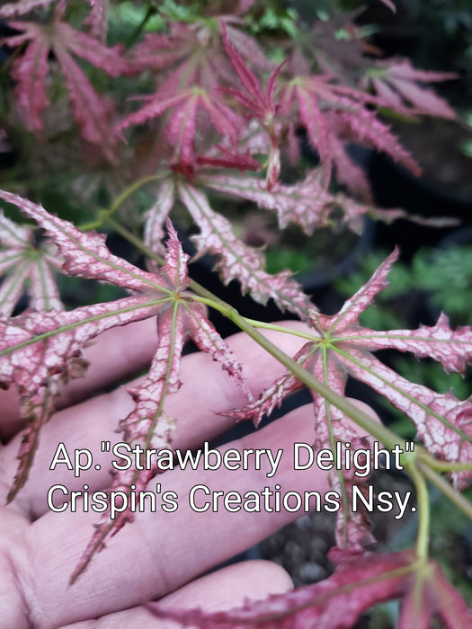 Acer palmatum 'Strawberry Delight’ Japanese Maple