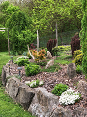 - Acer palmatum 'Mayday' Rare Dwarf Japanese Maple - Mr Maple │ Buy Japanese Maple Trees