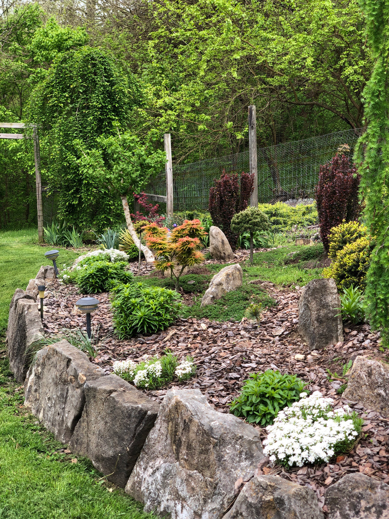 - Acer palmatum 'Mayday' Rare Dwarf Japanese Maple - Mr Maple │ Buy Japanese Maple Trees