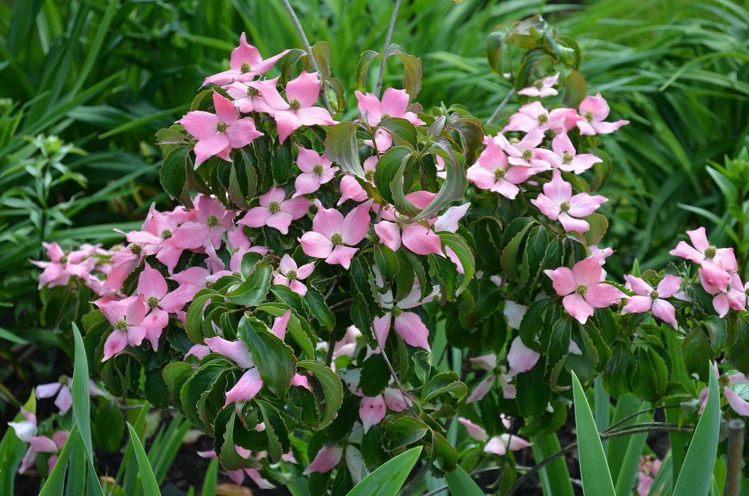 Cornus kousa 'Beni fuji' Pink Flowering Chinese Dogwood