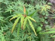 - Acer palmatum 'Green Strap' Rare Japanese Maple - Mr Maple │ Buy Japanese Maple Trees
