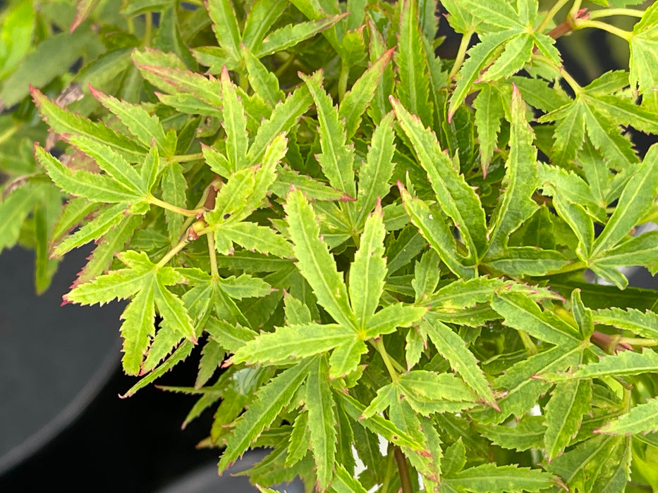 Acer palmatum 'Lima Gold' Dwarf Japanese Maple