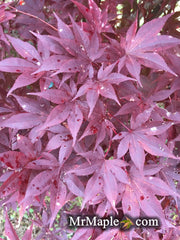 - Acer palmatum 'Emperor 1' Japanese Maple Tree - Mr Maple │ Buy Japanese Maple Trees