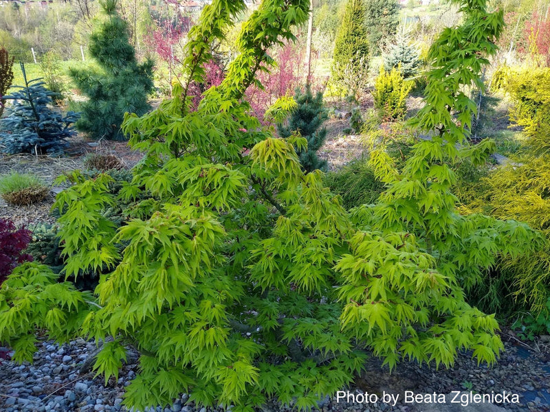 Test Product Mikawa - Mr Maple │ Buy Japanese Maple Trees