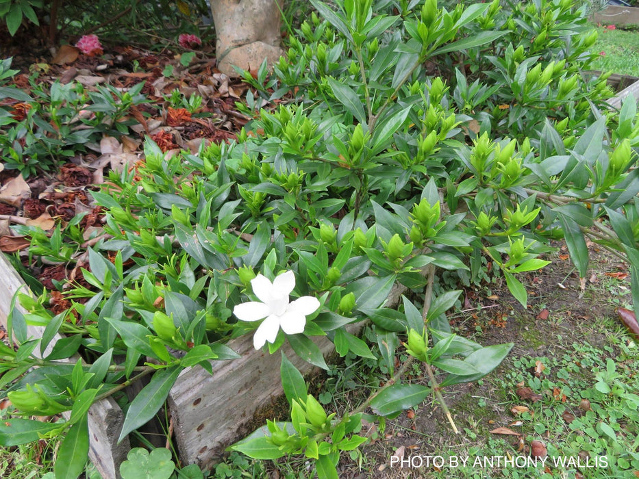 Gardenia jasminoides 'Radicans’ Dwarf Fragrant Cape Jasmine