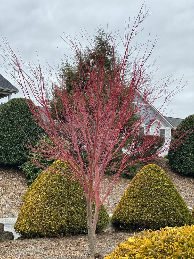 - Acer palmatum 'Sango kaku' Coral Bark Japanese Maple - Mr Maple │ Buy Japanese Maple Trees