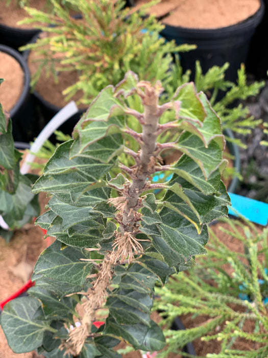 Hedera helix 'Conglomerata Erecta' Dense Non-Climbing English Ivy