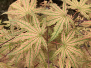 - Acer palmatum 'Nebula' Variegated Japanese Maple - Mr Maple │ Buy Japanese Maple Trees