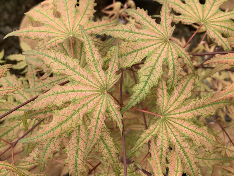 - Acer palmatum 'Nebula' Variegated Japanese Maple - Mr Maple │ Buy Japanese Maple Trees