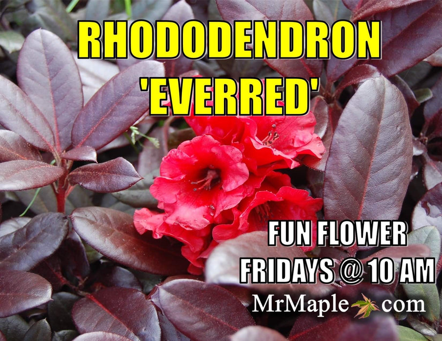 Rhododendron 'Everred' Red Foliage Red Blooms