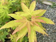 - Acer oliverianum 'Hot Blonde' Golden Japanese Maple - Mr Maple │ Buy Japanese Maple Trees