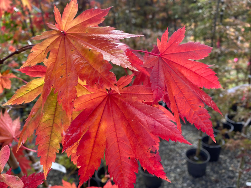 - Acer japonicum 'Vitifolium' Large Leaf Full Moon Japanese Maple - Mr Maple │ Buy Japanese Maple Trees
