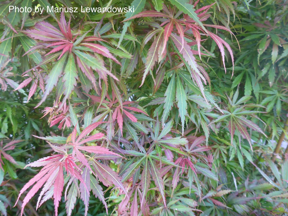 Acer palmatum 'Jerre Schwartz' Dwarf Japanese Maple
