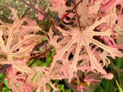 - Acer palmatum 'Strawberry Spring' Reticulated Japanese Maple - Mr Maple │ Buy Japanese Maple Trees