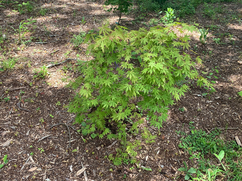 - Acer palmatum 'Fountain of Youth' Japanese Maple - Mr Maple │ Buy Japanese Maple Trees