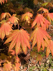 - FOR PICKUP ONLY | Acer shirasawanum Moonrise™ Full Moon Japanese Maple | DOES NOT SHIP - Mr Maple │ Buy Japanese Maple Trees