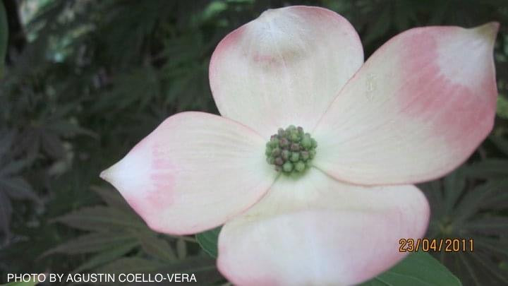 Cornus kousa 'Rutgan' Stellar Pink™ Pink Flowering Chinese Dogwood