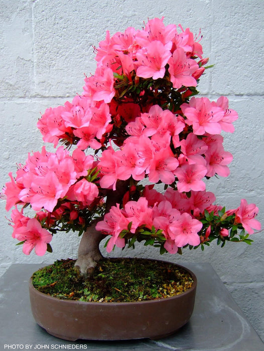 Azalea 'Chinzan’ Deep Pink Flowering Satsuki Azalea