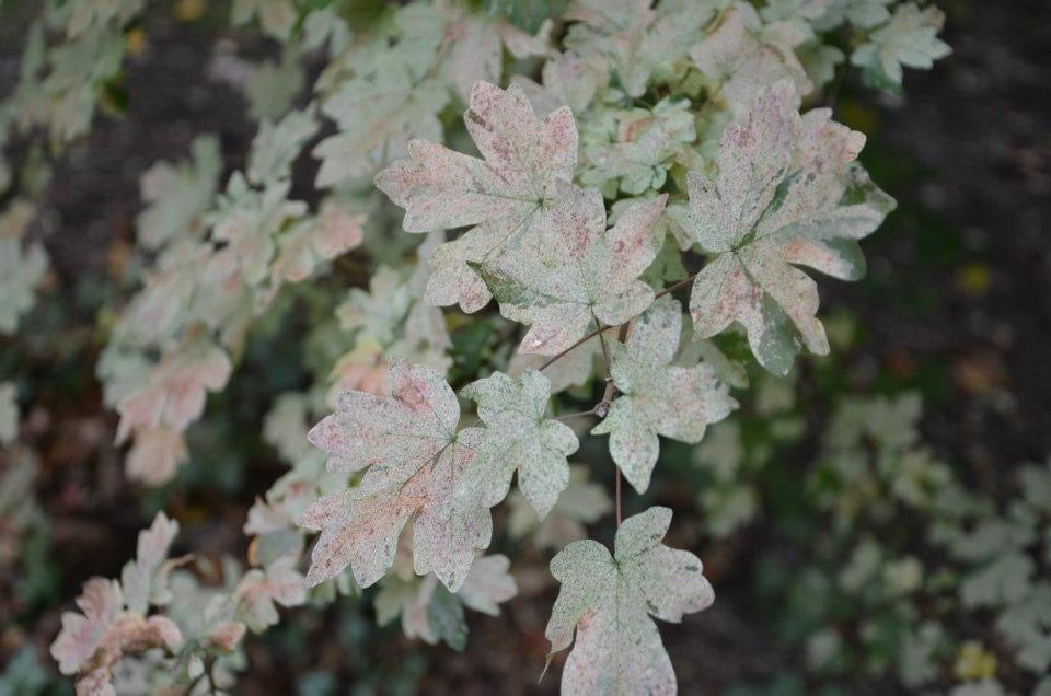 Acer campestre 'Pulverulentum' White Variegated Maple