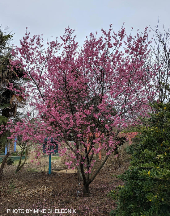 Prunus x 'First Lady' Pink Flowering Cherry Tree