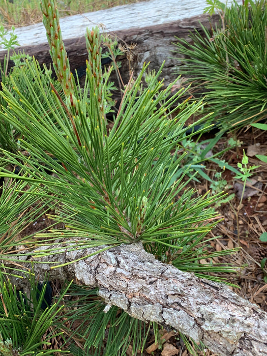 Pinus thunbergii 'Ondai' Cork Bark Japanese Black Pine