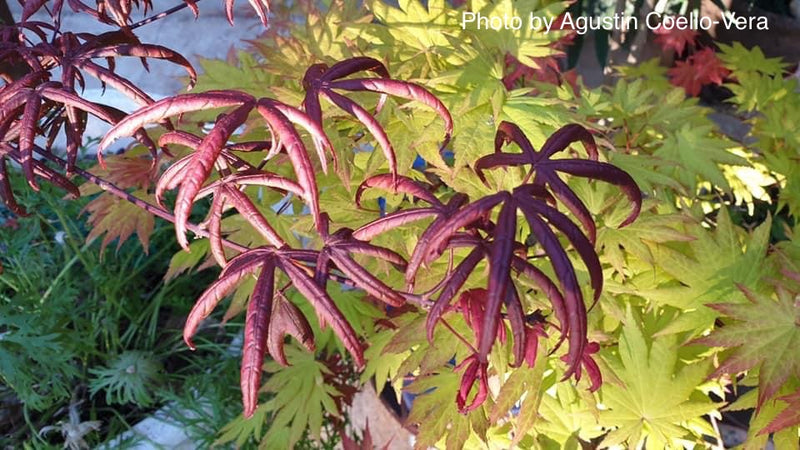 - Acer palmatum 'Peve Starfish' Japanese Maple - Mr Maple │ Buy Japanese Maple Trees