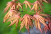 - Acer palmatum 'Amber Ghost' Japanese Maple - Mr Maple │ Buy Japanese Maple Trees