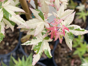 - Acer palmatum 'Ilarian' Japanese Maple - Mr Maple │ Buy Japanese Maple Trees
