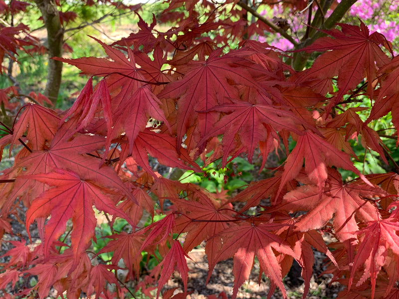 - Acer palmatum 'Purple Ghost' Japanese Maple - Mr Maple │ Buy Japanese Maple Trees